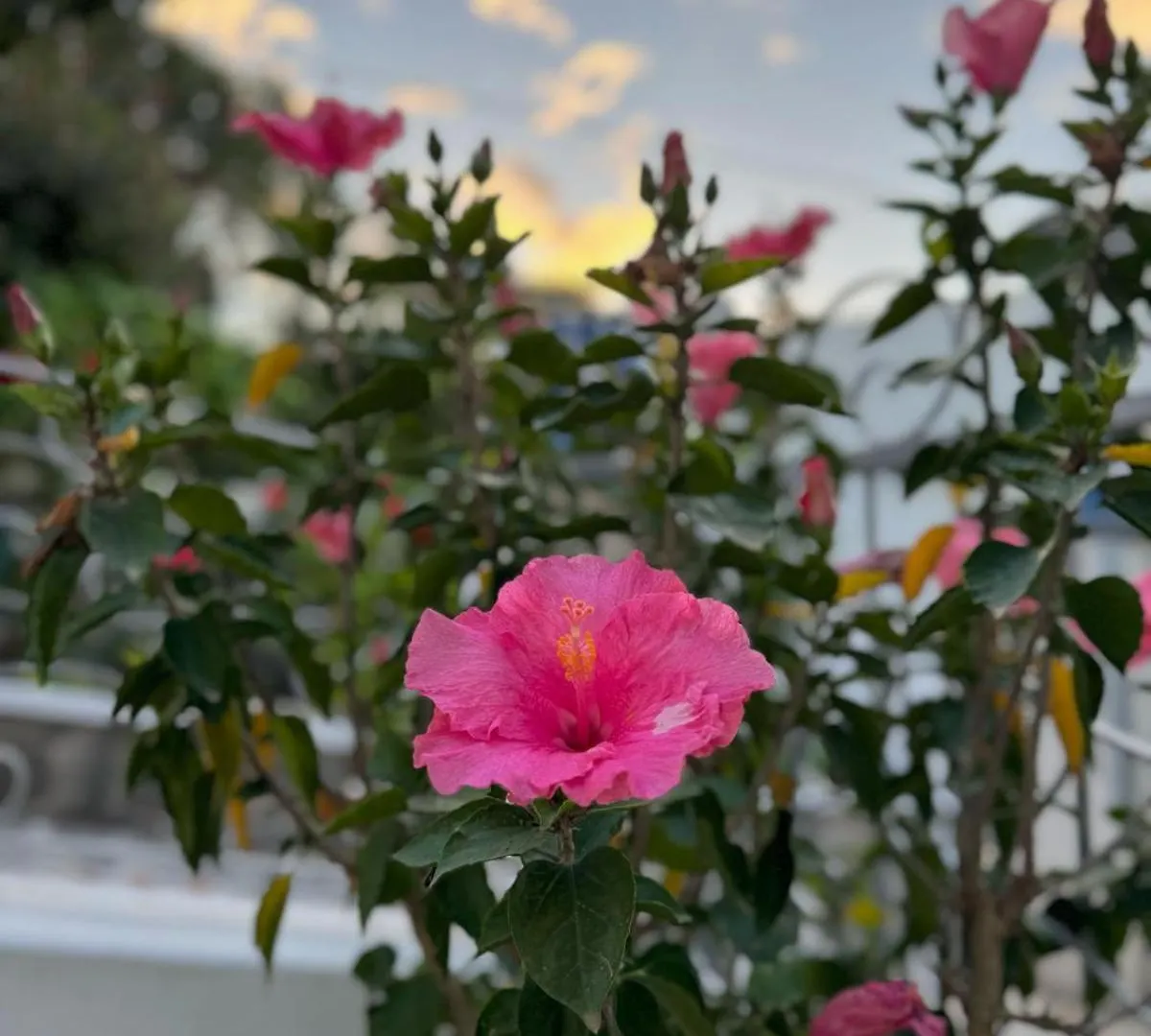 Bed And Breakfast Villa Angelina Липари Отель типа 